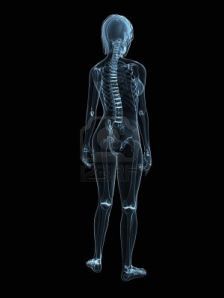 Female Skeleton